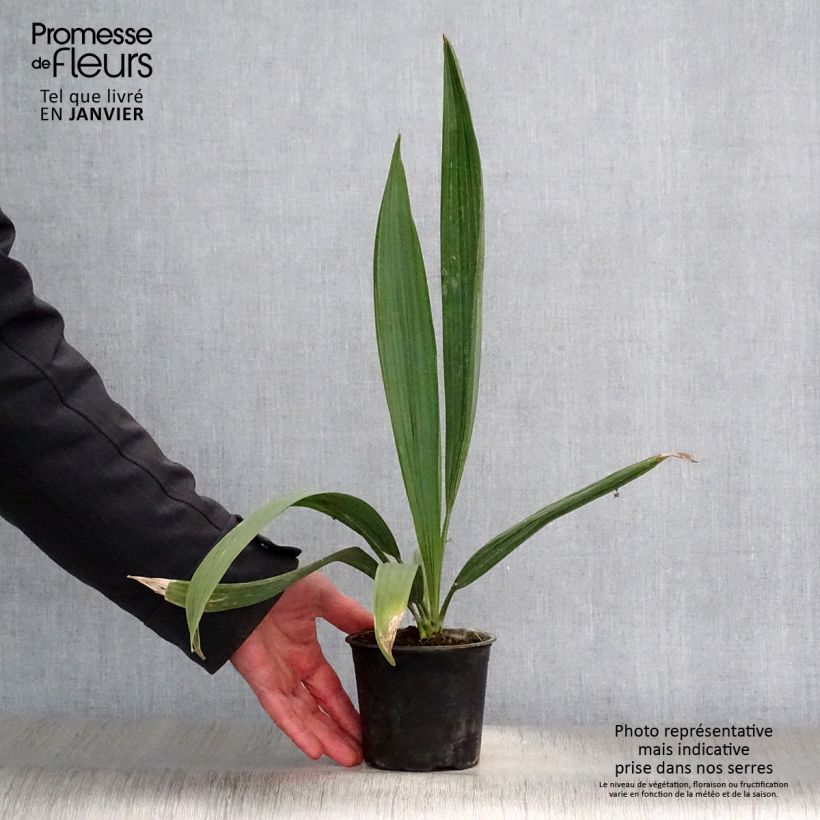 Example of Sabal minor - Zwerg-Pamelopalme Topf 12 cm / 13 cm as you get in hiver
