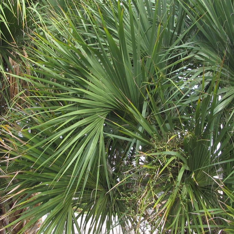 Sabal palmetto - Gewöhnliche Palmettopalme (Foliage)