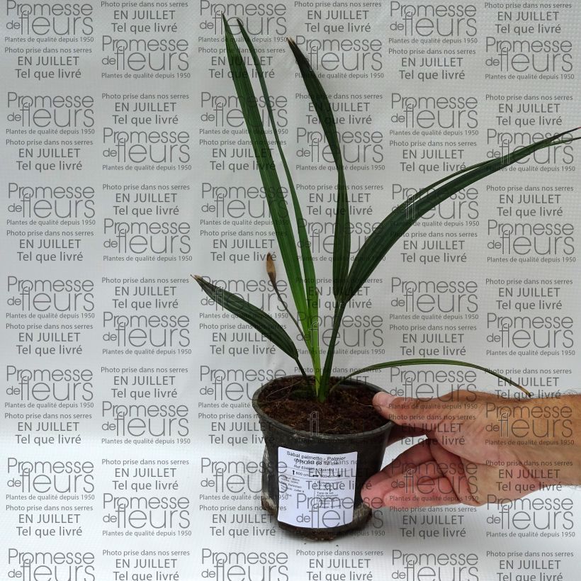 Example of Sabal palmetto - Gewöhnliche Palmettopalme Topf 12 cm / 13 cm as you get in ete