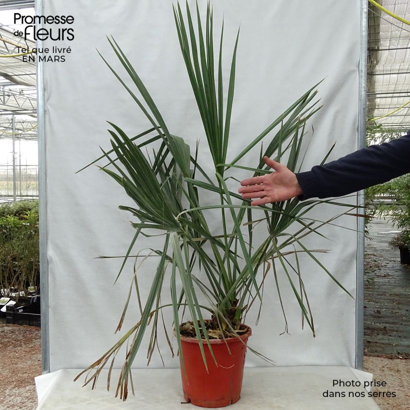 Example of Sabal palmetto - Gewöhnliche Palmettopalme Topf mit 7,5L/10L as you get in printemps