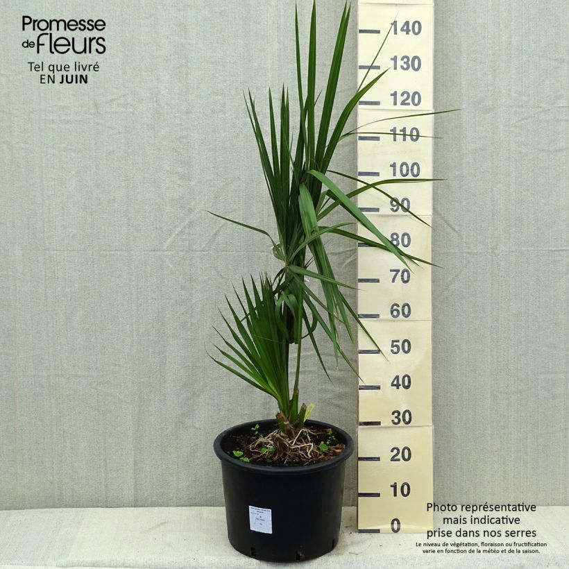 Example of Sabal palmetto - Gewöhnliche Palmettopalme Topf mit 20L/25L as you get in automne