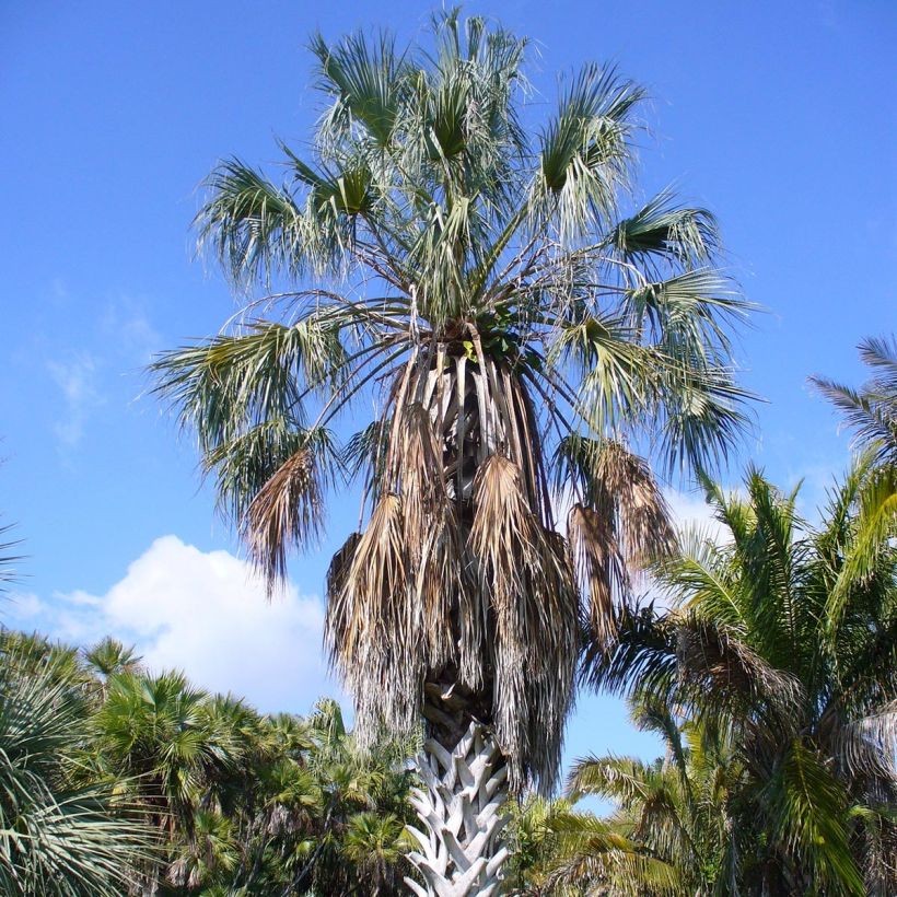 Sabal uresana - Uresana-Palmettopalme (Plant habit)