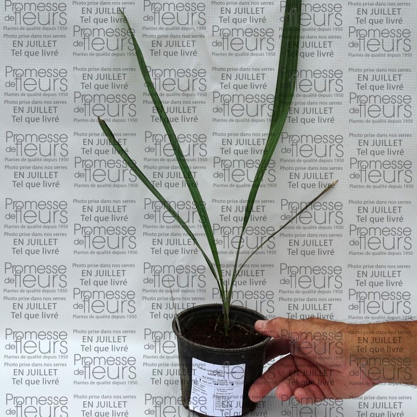 Example of Sabal uresana - Uresana-Palmettopalme Topf 12 cm / 13 cm as you get in ete
