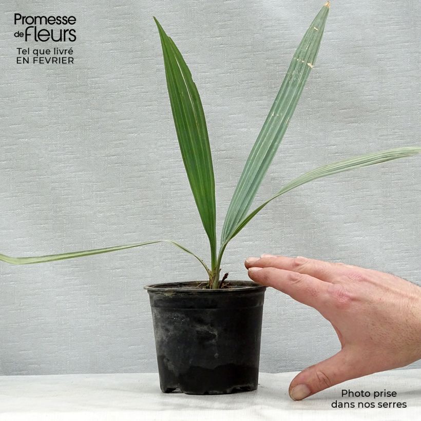 Exemplar von Sabal uresana - Uresana-Palmettopalme Topf 12 cm / 13 cm wie im Winter geliefert