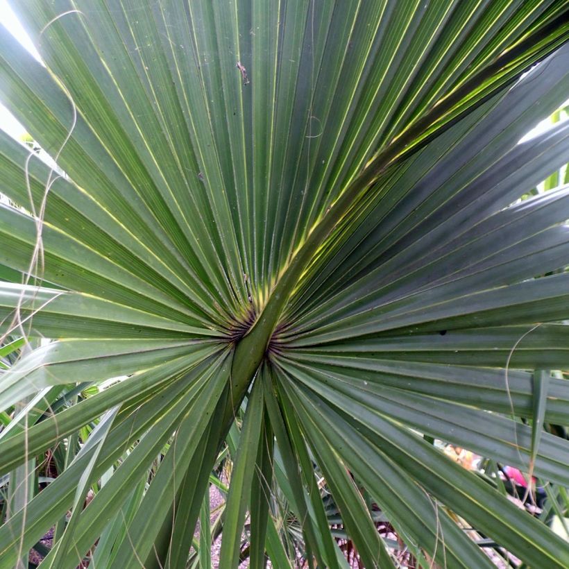 Sabal yapa - Yapa-Palmettopalme (Foliage)