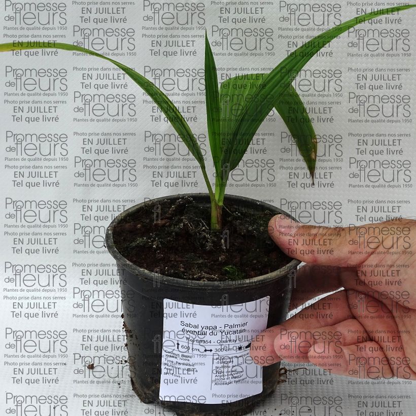 Example of Sabal yapa - Yapa-Palmettopalme Topf 12 cm / 13 cm as you get in ete