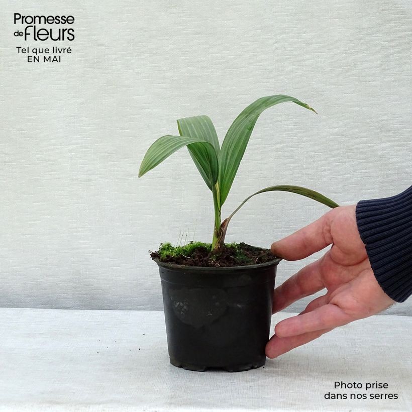 Exemplar von Sabal yapa - Yapa-Palmettopalme Topf 12 cm / 13 cm wie im Frühjahr geliefert