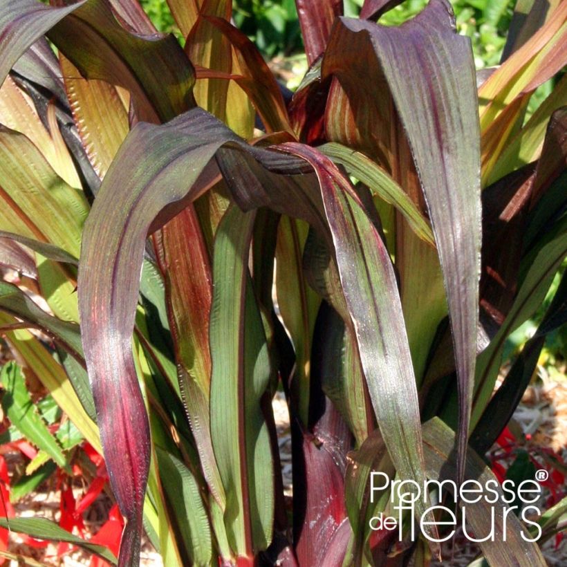 Saccharum officinarum violaceum - Zuckerrohr (Foliage)