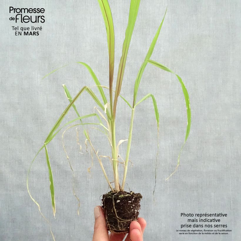 Example of Saccharum officinarum violaceum - Zuckerrohr Mini-Plug Ø 3/4 cm as you get in printemps