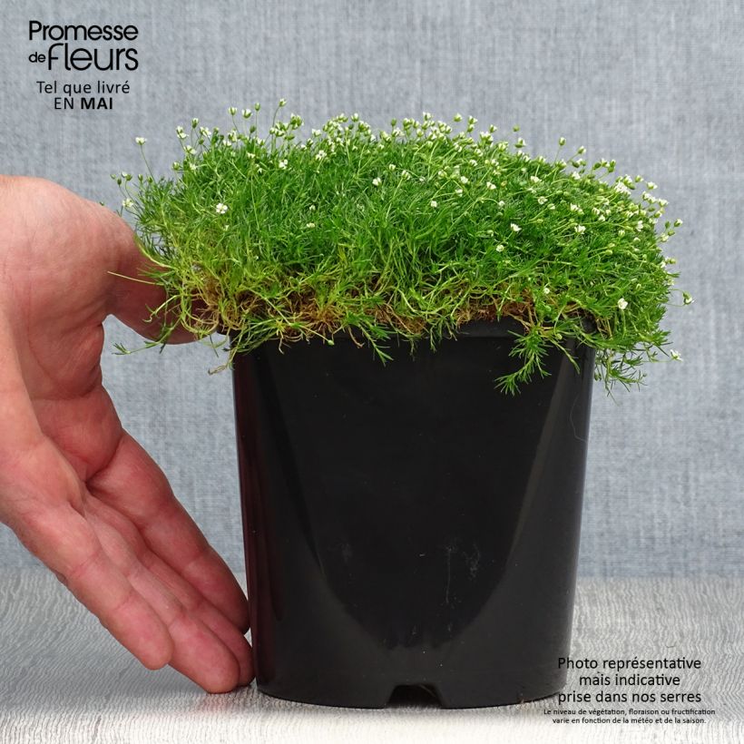 Exemplar von Sagina subulata Green Moss - Pfriemblättriges Mastkraut Topf mit 1,5L/2L wie im Frühjahr geliefert