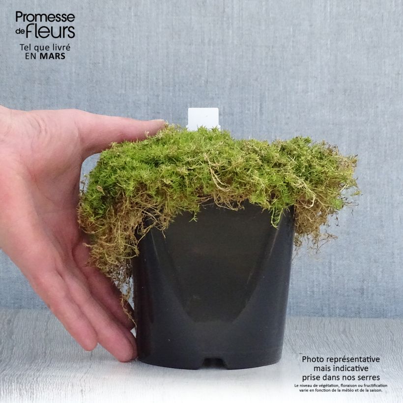 Example of Sagina subulata Lime Moss - Pfriemblättriges Mastkraut Topf mit 1,5L/2L as you get in printemps