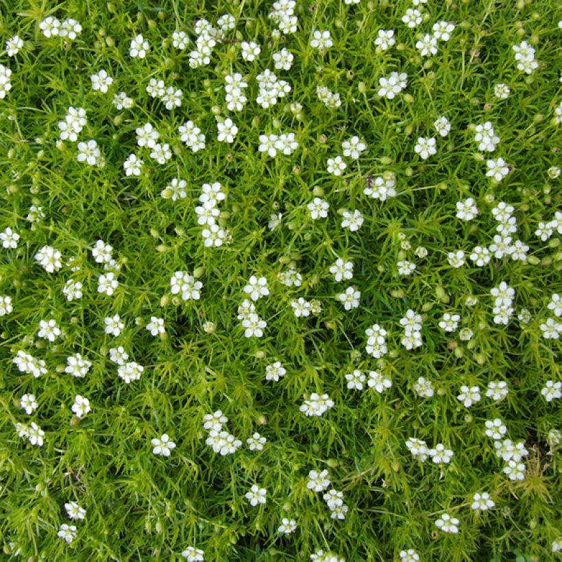 Sagina subulata - Pfriemblättriges Mastkraut (Flowering)