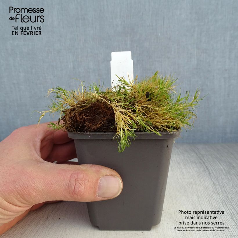 Exemplar von Sagina subulata Aurea - Pfriemblättriges Mastkraut Kleine Töpfe von 8/9 cm wie im Winter geliefert