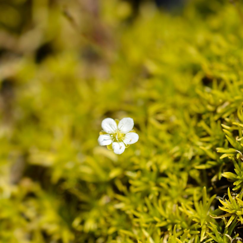 Sagina subulata Aurea - Pfriemblättriges Mastkraut (Flowering)