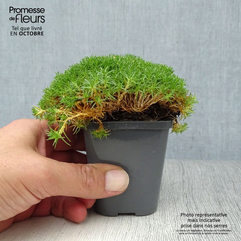 Example of Sagina subulata Pine Green - Pfriemblättriges Mastkraut Kleine Töpfe von 8/9 cm as you get in automne