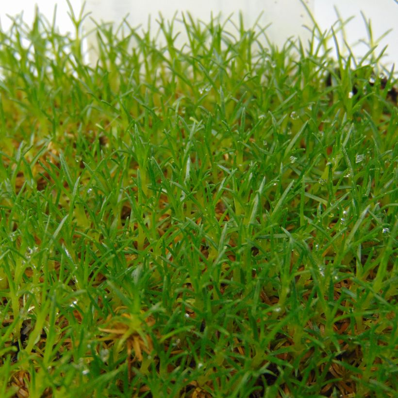 Sagina subulata - Pfriemblättriges Mastkraut (Foliage)