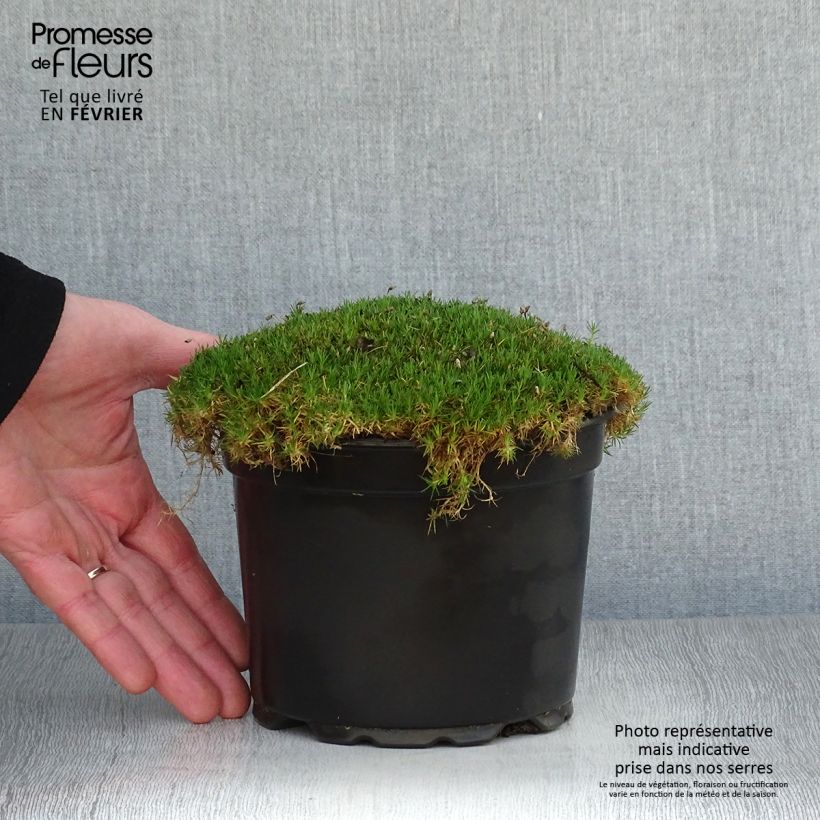 Example of Sagina subulata - Pfriemblättriges Mastkraut Topf mit 2L/3L as you get in hiver