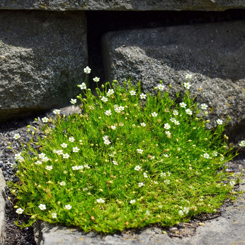 Sagina subulata - Pfriemblättriges Mastkraut (Plant habit)
