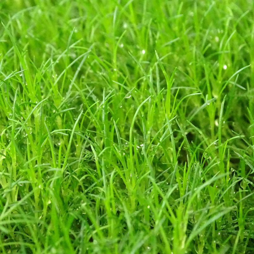 Sagina subulata Scottish Moss - Pfriemblättriges Mastkraut (Foliage)