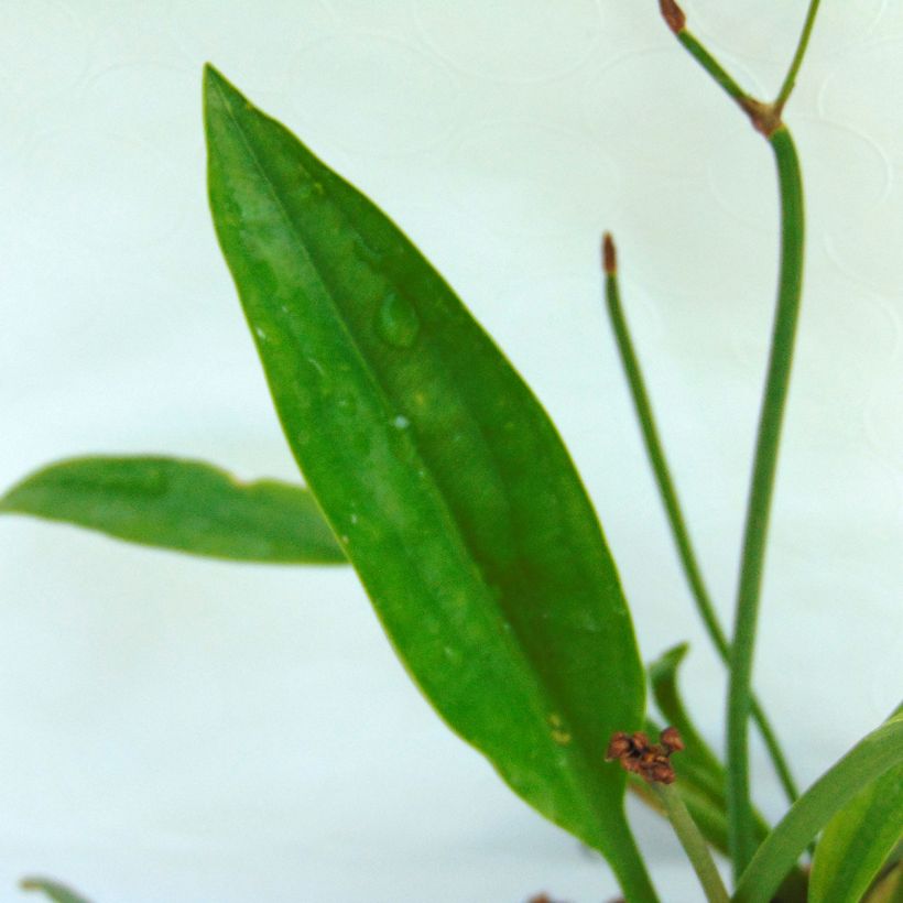 Sagittaria sagittifolia Flore Pleno - Gewöhnliches Pfeilkraut (Foliage)