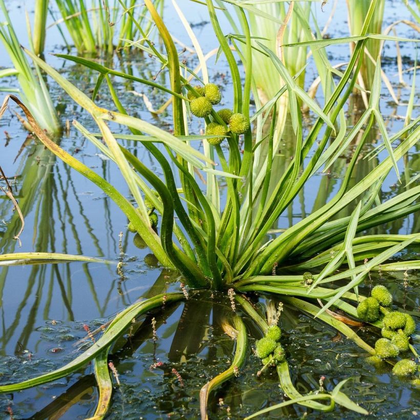 Sagittaria sagittifolia - Gewöhnliches Pfeilkraut (Foliage)