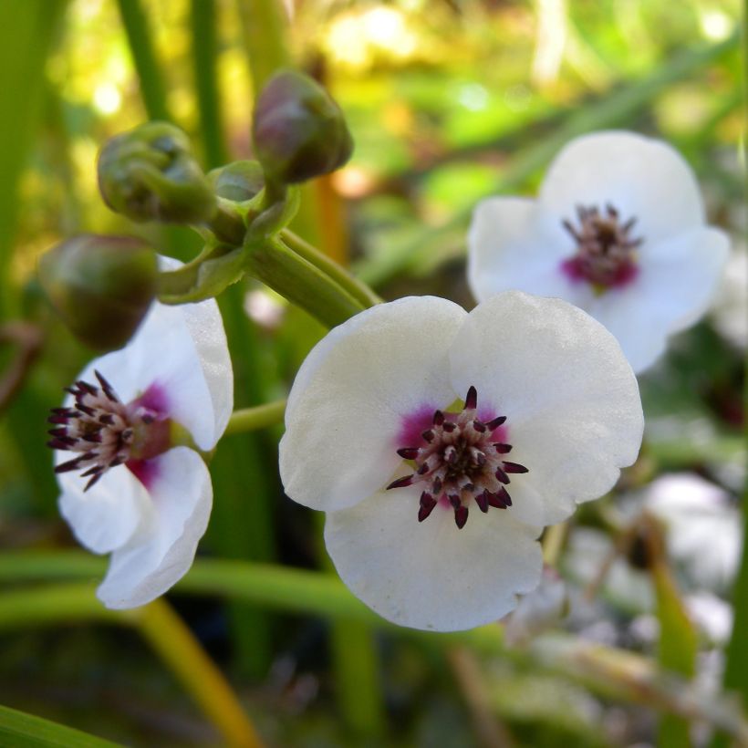 Sagittaria sagittifolia - Gewöhnliches Pfeilkraut (Flowering)