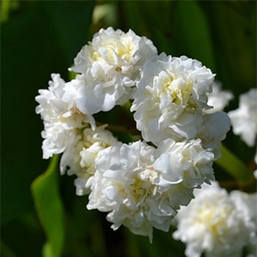 Sagittaria sagittifolia Flore Pleno - Gewöhnliches Pfeilkraut (Flowering)