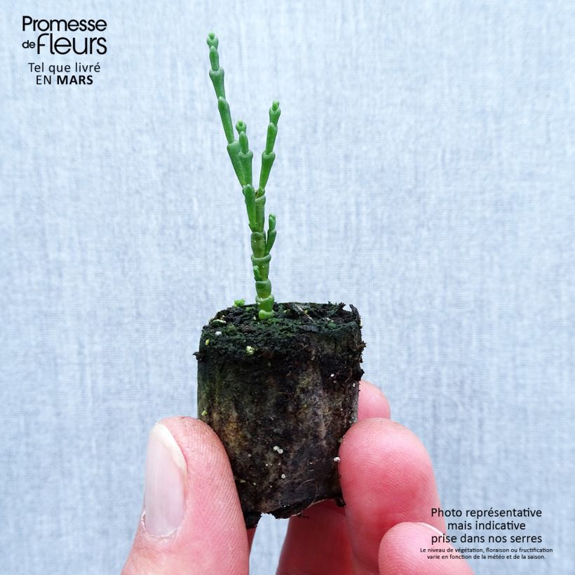 Exemplar von Gemeiner Queller - Salicornia europaea Mini-Plug Ø 1,5/2,5 cm wie im Frühjahr geliefert