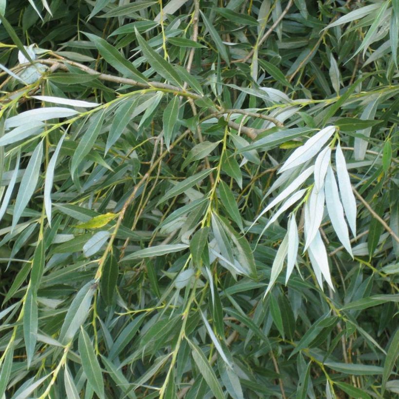Silber-Weide - Salix alba (Foliage)