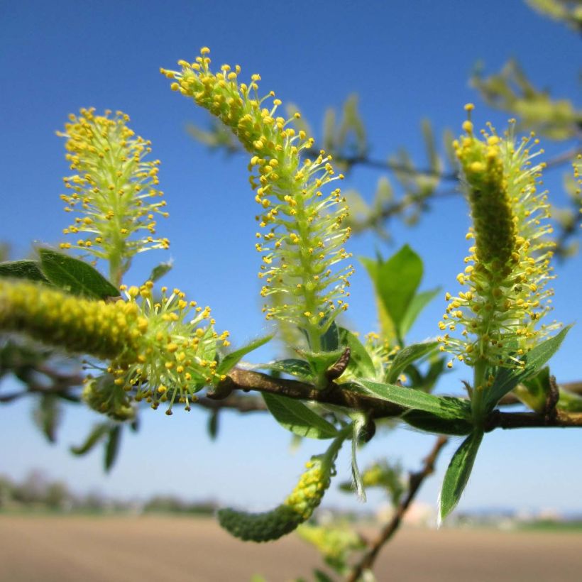 Silber-Weide - Salix alba (Flowering)