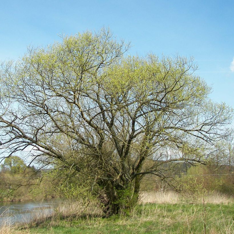 Silber-Weide - Salix alba (Plant habit)