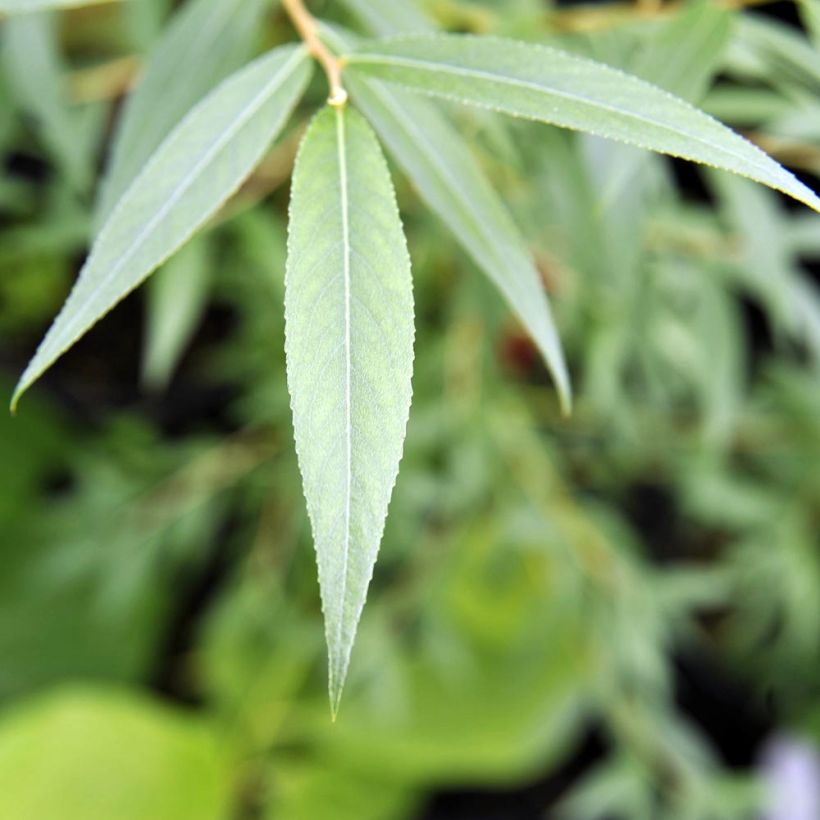 Silber-Weide Chermesina - Salix alba (Foliage)