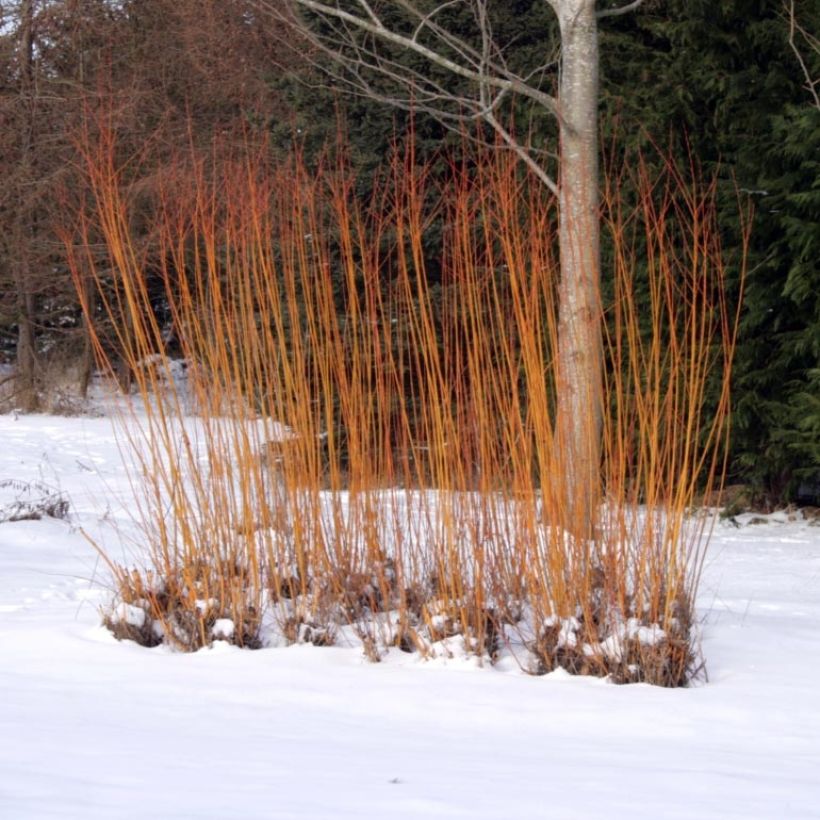 Silber-Weide Chermesina - Salix alba (Plant habit)