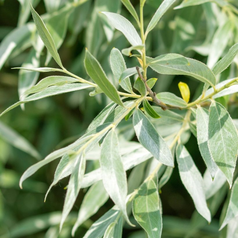 Silber-Weide Liempde - Salix alba (Foliage)