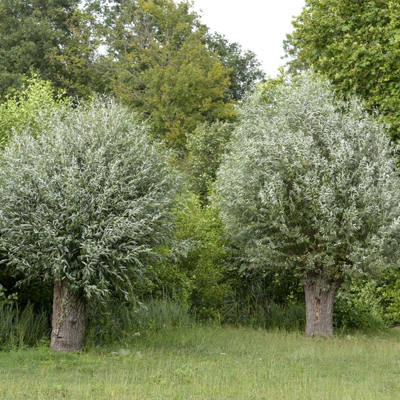 Silber-Weide Liempde - Salix alba (Plant habit)
