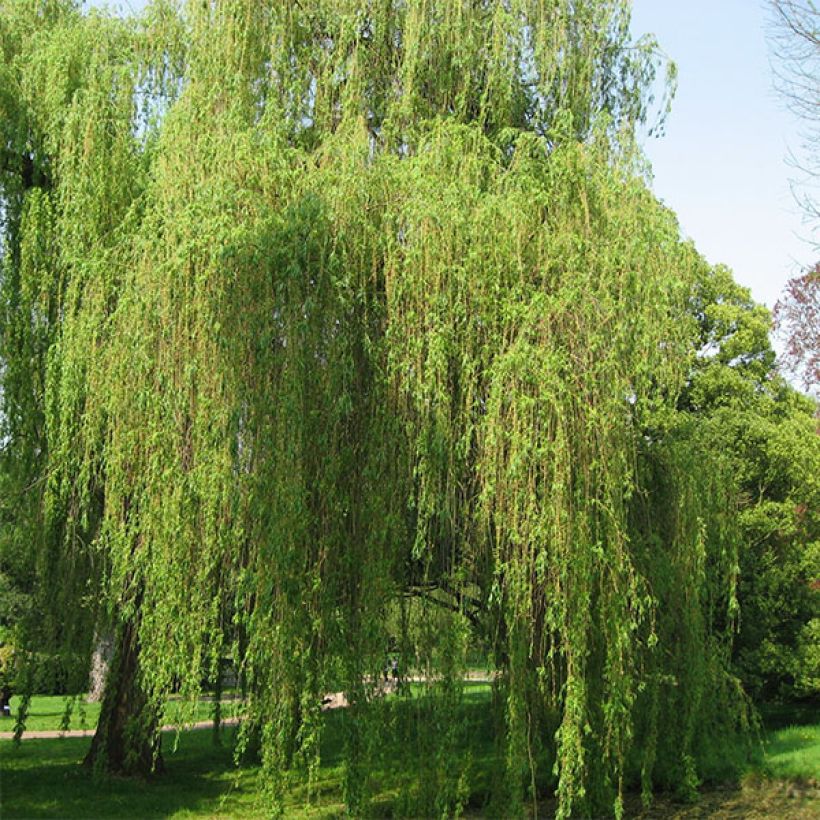 Silber-Weide Tristis - Salix alba (Plant habit)
