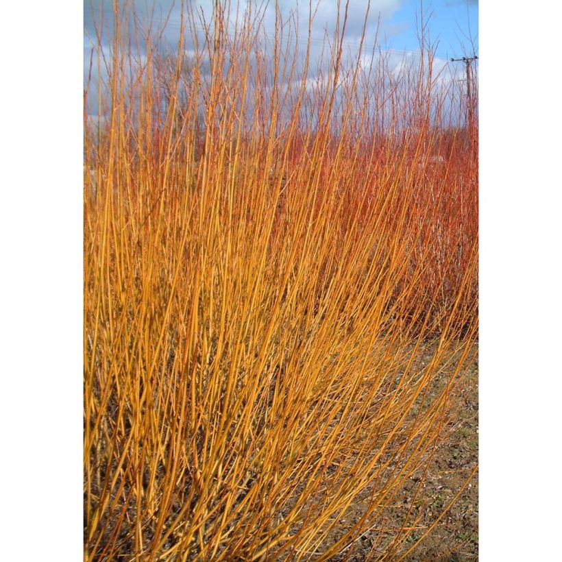 Silber-Weide var. Vitellina - Salix alba (Plant habit)
