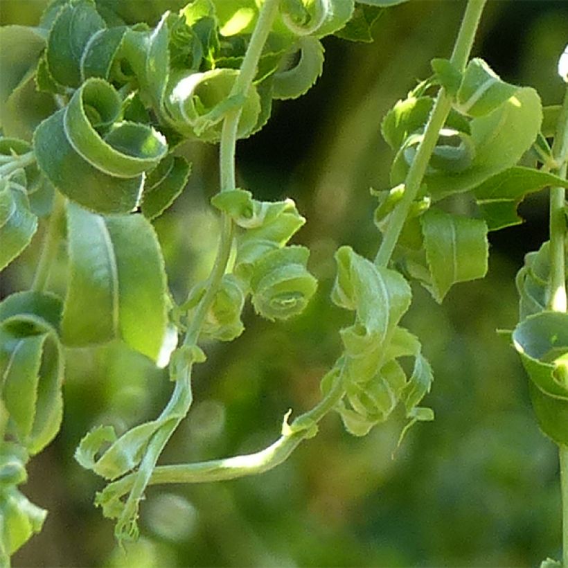 Trauer-Weide Crispa - Salix babylonica (Foliage)