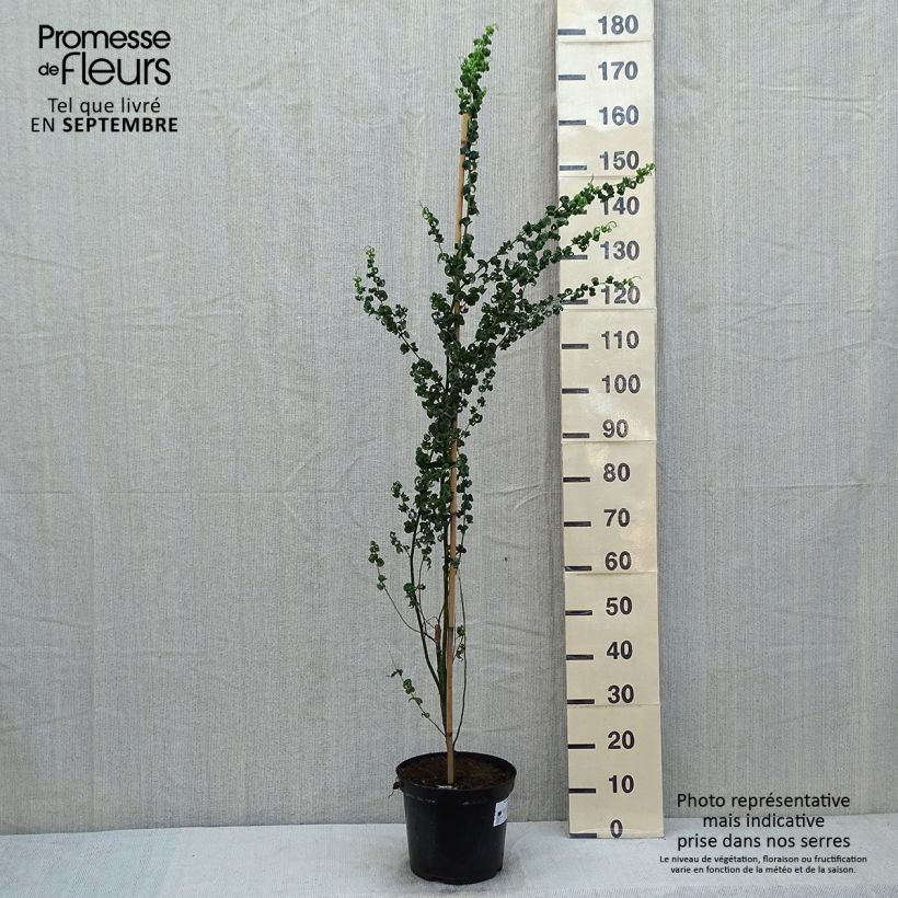 Example of Trauer-Weide Crispa - Salix babylonica Topf mit 7,5L/10L as you get in ete