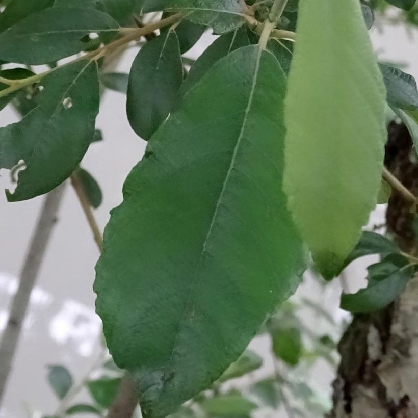 Sal-Weide - Salix caprea (Foliage)