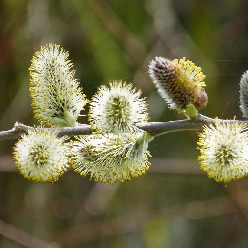 Sal-Weide - Salix caprea (Flowering)