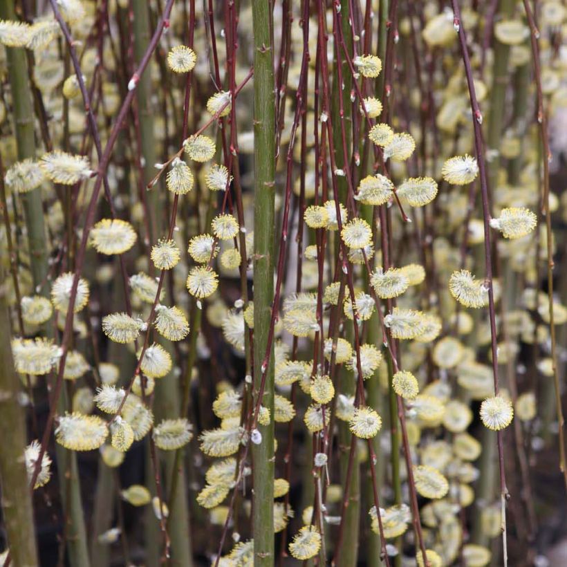 Sal-Weide Kilmarnock - Salix caprea (Flowering)