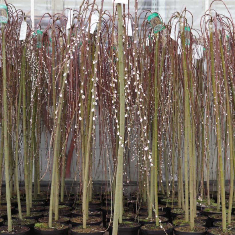 Sal-Weide Kilmarnock - Salix caprea (Plant habit)