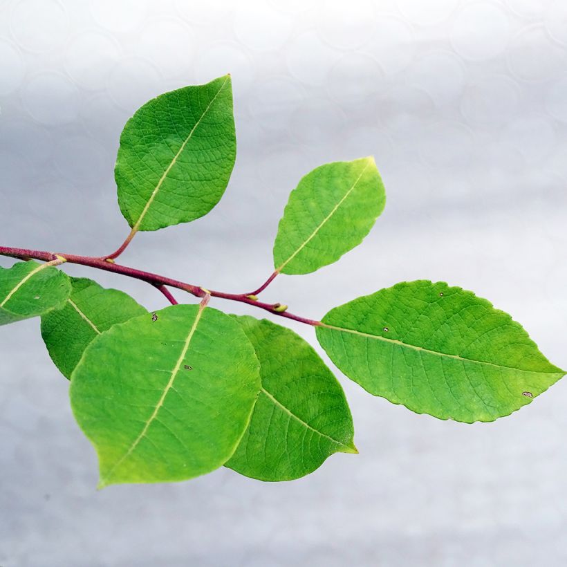 Sal-Weide Kilmarnock - Salix caprea (Foliage)