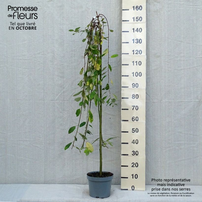 Example of Sal-Weide Kilmarnock - Salix caprea Topf mit 4L/5L as you get in automne