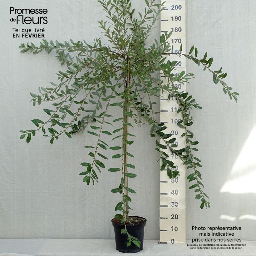 Example of Rosa Riesen-Salweide Mount Aso - Salix gracilistyla Topf mit 6L/7L as you get in automne