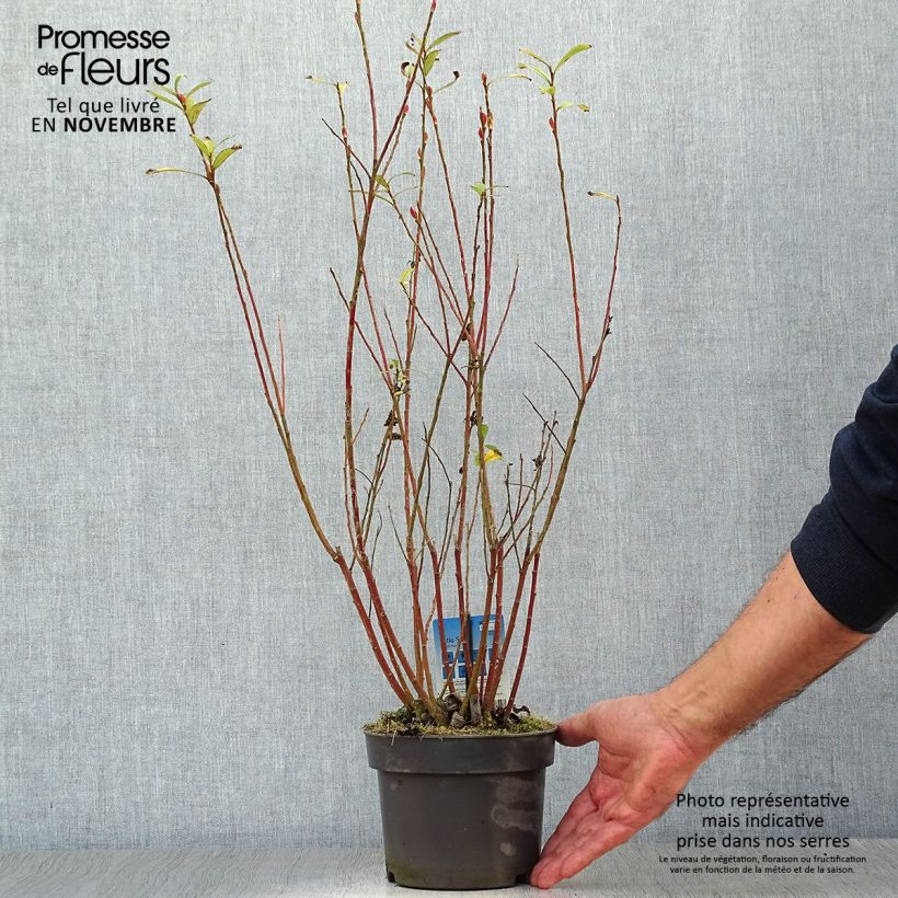 Example of Rosa Riesen-Salweide Mount Aso - Salix gracilistyla Topf mit 2L/3L as you get in automne