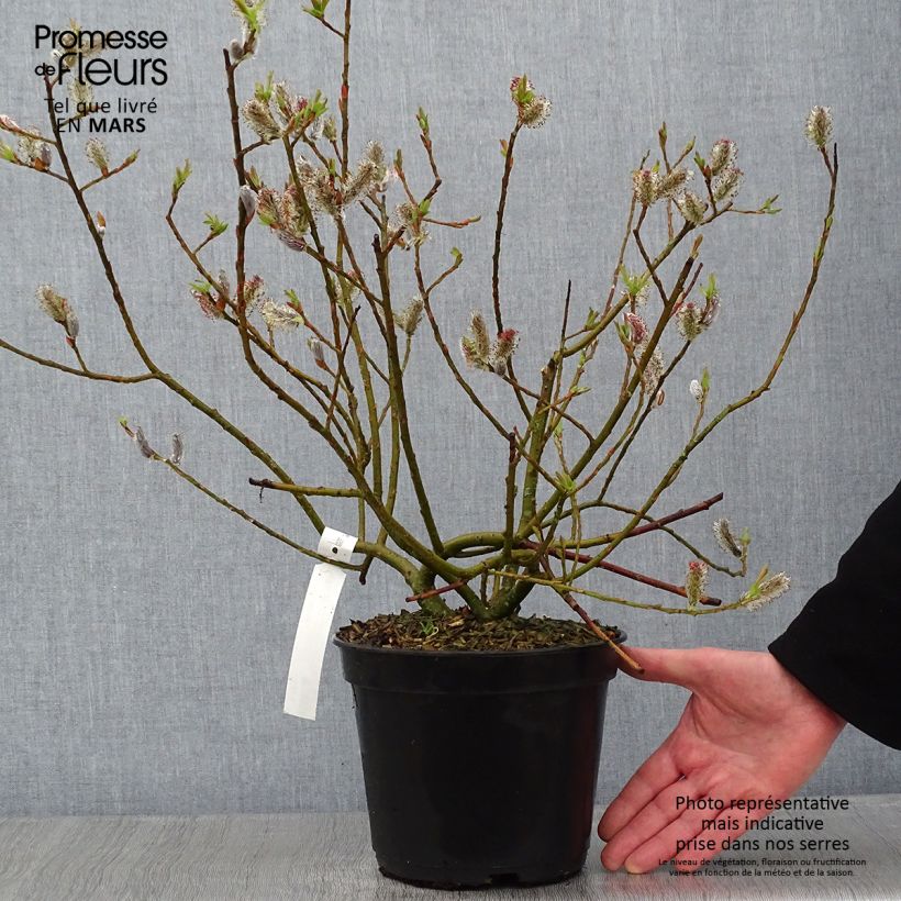 Exemplar von Rosa Riesen-Salweide Mount Aso - Salix gracilistyla Topf mit 4L/5L wie im Winter geliefert