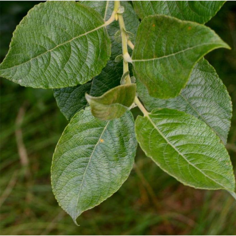 Aschgraue Weide - Salix cinerea (Foliage)