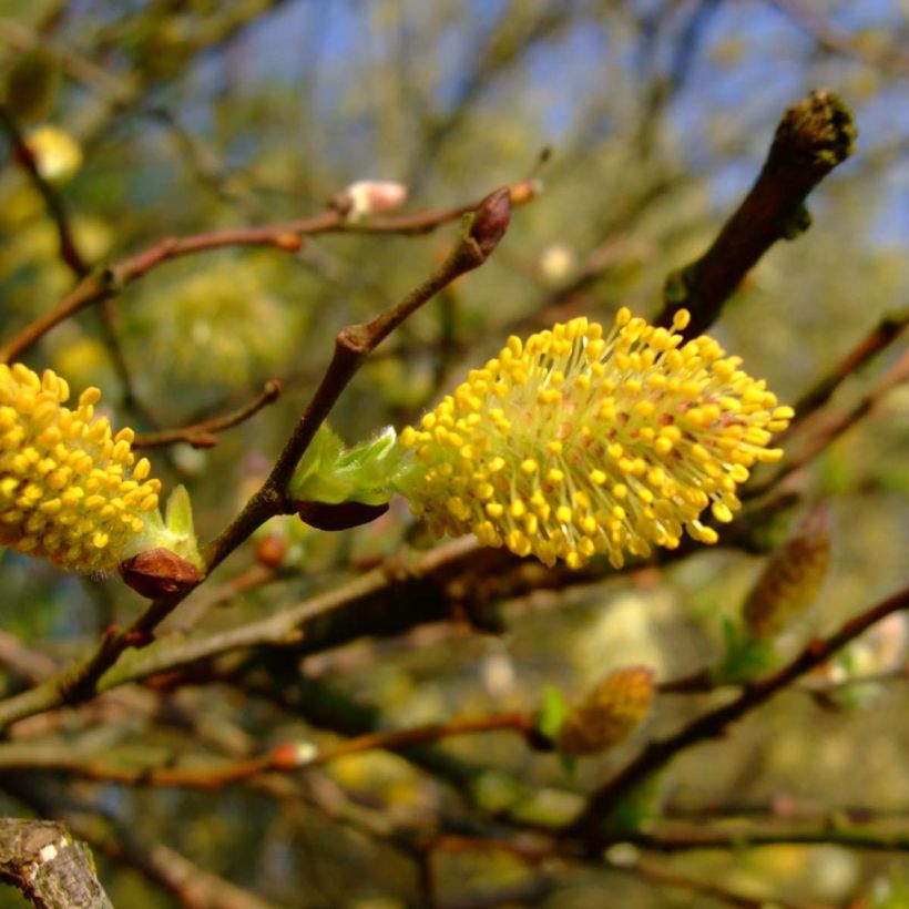 Aschgraue Weide - Salix cinerea (Flowering)